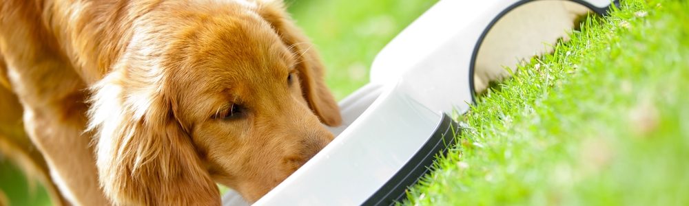 Thumbnail image for Managing Moisture in Pet Food Production
