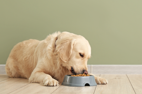 Thumbnail image for SmartMoisture: Improving sustainability in pet food production